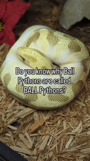 Orange dream Butter Fire Super Enchi Female Ball Python This absolutely STUNNING girl was giving us a great demonstration of the "ball" part of their name! #twincitiesreptiles #ballpython #reptiles #snakemorph | Twin Cities Reptiles, Inc