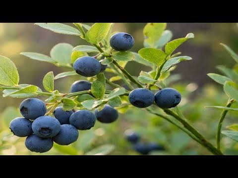 01 Conduite technique de la Myrtille: Introduction