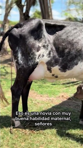 Madre primeriza vean nada más que belleza muy noble 🤠🙌🏻 #viralvideo #vaca #shortvideo