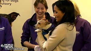 ANIMAL LOVER: Duchess of Sussex Meghan Markle, who is expecting a child in April, visited The Mayhew Animal Home in London Wednesday, the second visit to her new patronages, where she interacted with volunteers and rescue animals, even talking about her own dog that she rescued. https://gma.abc/2TW3jsy | ABC World News Tonight with David Muir