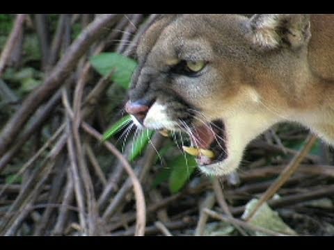 Dangerous Invaders 03 - Panther fights Python