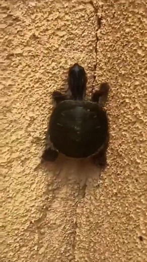 Turtle Climbing Like a Ninja - Funny Meme Compilation