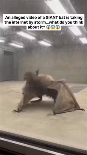 creepy tales daily on Instagram: "This bat is said to be one of the largest species found deep within the Amazon rainforest… With numbers dropping rapidly, it has reportedly been placed inside a protected breeding facility — part of a rescue effort to save the species from extinction. The footage has left people divided. Some believe this could be one of the biggest bats ever recorded. Others are convinced the video is edited? What do you think? 🤔Is this a rare giant bat being preserved for sur