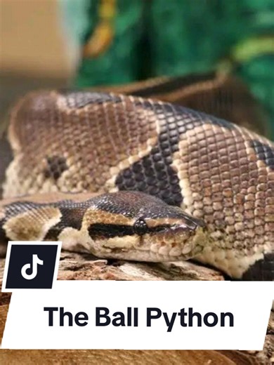 Discover the Fascinating Ball Python
