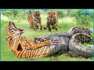 20 Stupid Moments Hungry Pythons Attack the Wrong Opponent | Animal Fights