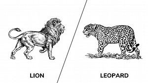 Lion vs. Leopard - (Fight, Strength, Habitat, and More)