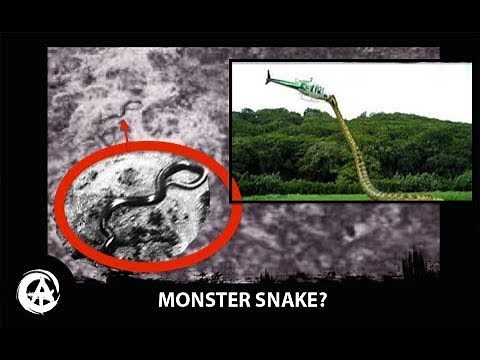 Giant 50 foot Snake Attacks Helicopter, 1959 - Caught on Camera