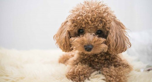 Toy Poodle - All About The World's Cutest, Curliest Dog Breed