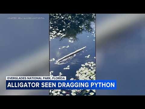 Alligator seen dragging python through water in Florida