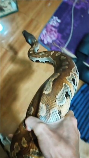 After Eating, the Fat Python Entered the Cage Again, the Rats and Mice, Brongersmai Blood Python,...