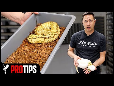 Ball Python Tub Sizes -- Babies to Adults