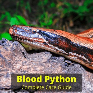 Blood Python Care (Complete Guide For New Snake Owners)