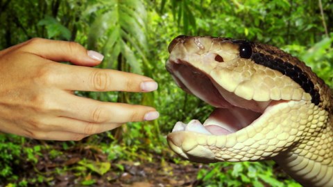This python swallowed a whole woman - and people just watched