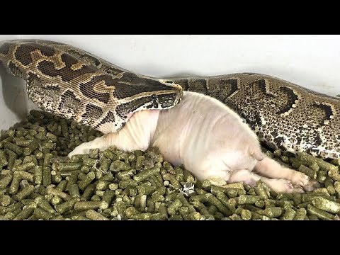 African Rock Python Eats Pig (Time Lapse x5)