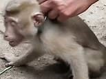 PETA Asia expose 'shocking' abuse of monkeys in Thailand