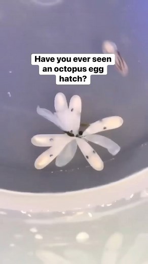 Nothing beats octopus babies hatching #petoctopus #octopus #babyoctopus #octopuseggs #thereefdoc | The Reef Doc