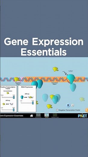 Free Highly Engaging, Interactive #Biology 🏫📚🐀🐖 Simulations #PhETsims #science #education #stem