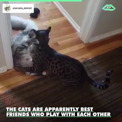 329K views · 755 reactions | This adorable house cat just snagged the Guinness World Record for longest tail in the world! Via Positive News Network | AOL | Facebook