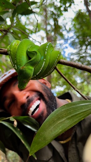 Mike Holston | Best gif wins 🐍 My first ever wild green tree python sighting in its natural habitat 😍 | Instagram