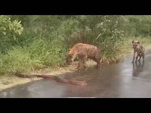 Hyenas vs python