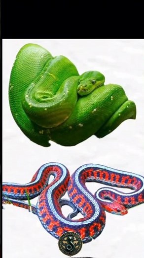 Mesmerizing Grace: The Green Tree Python in Motion/ #green tree python #nature documentary #snakes