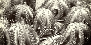 8 Unique and Rarest Octopus Species in the World - Rarest.org