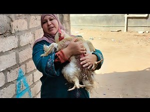 حصرى انا الوحيدة اللى وصلت الفراخ البيضاء 8كيلو فى شهر وبدون علف بالخلطه السحرية دى