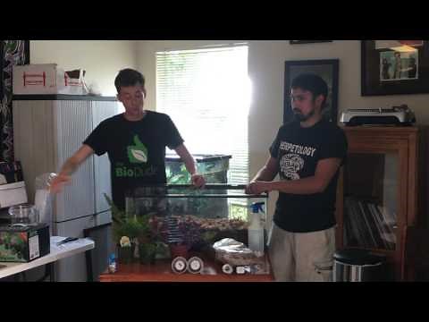 Ball Python Husbandry 101 - How to setup a BioActive Vivarium and Benefits