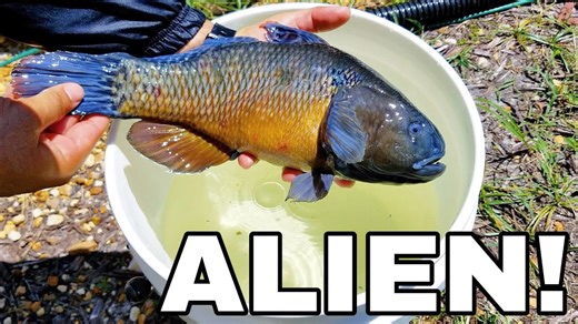 Hurricane Discovery – Mysterious Alien Fish Identified?