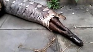 Python frisst und erbricht ausgewachsenen Hund