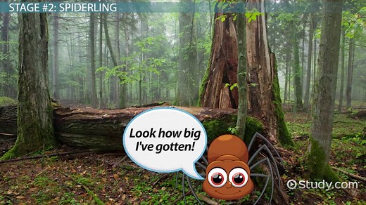 Life Cycle of a Spider: Lesson for Kids