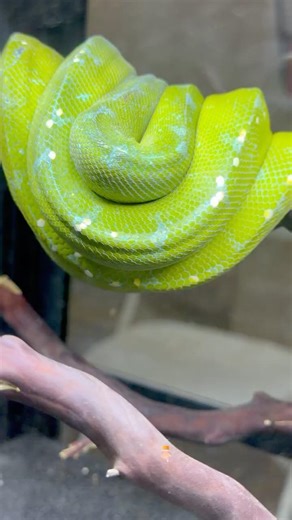 Green Tree Python