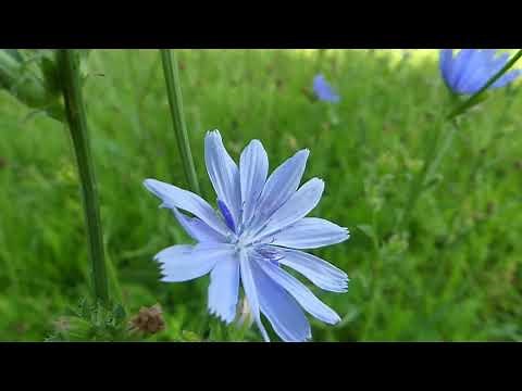 How to Identify Chicory