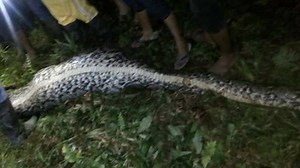 GRAPHIC CONTENT: villagers cut open a giant python and discover their missing friend inside