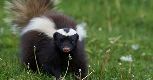 Badger vs Skunk: How to Spot the Differences and Where You Might Encounter Each