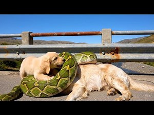 animal rescue: rescue dog attacked by python