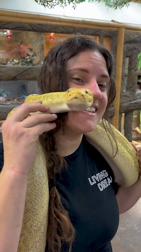 Beautiful Granite Burmese Python🙌🤩 | The Reptile Zoo