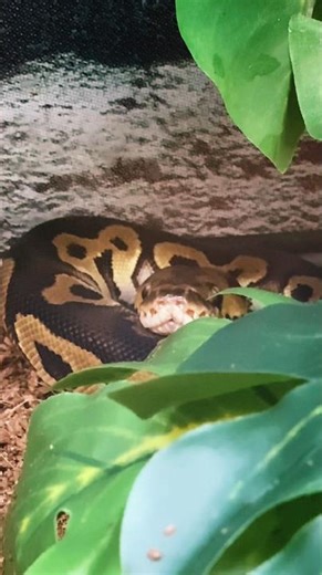 Clown Ball Python