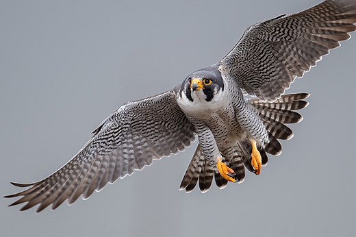 Be a Better Birder: Hawk and Raptor Identification | Bird Academy • The Cornell Lab