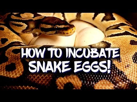 How to incubate ball python eggs!