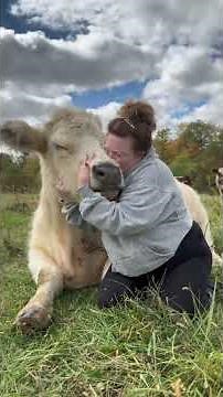 Hugging Cows: A Heartwarming Experience