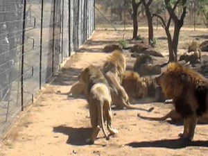 Lion feeding