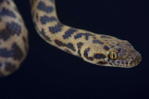 Spotted Python Care Sheet | Reptiles' Cove