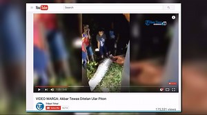Indonesian farmer swallowed whole by 23-foot-long python