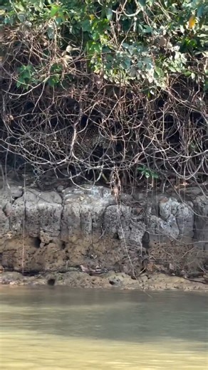 Wonderful jaguar preying on a python!#watch #animals #jaguar #tiger #tigers #giantanimals #wildanimals #wildlife #python #fyp #viralvideos #viralreels #fyp #fypシ #fypシ゚viralシ #viralvideos #viralreelsシ -------------------------------------------------- Ifeng Official：Discover the Beauty In Life. 想睇咩，乜都有。 Please subscribe HERE： Instagram：@ifenglobal Facebook：鳳凰網Ifeng Youtube：鳳凰網Ifeng（@ifenglobal） Youtube：凤凰新闻 Ifeng News（@ifengnews8001） | 鳳凰網Ifeng