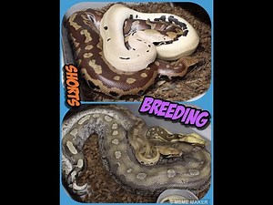 Blood and Short Tail Python Breeding Session So Far!