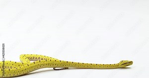 Yellow green tree python slithers across bottom of frame isolated on white background