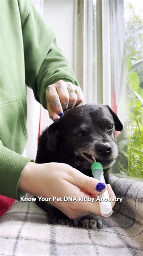 Did you know? 🐶 Some dog may have common, preventable ailments. Gaining insights into your dog’s world can help you better understand them and their needs. That’s why you need “Know Your Pet DNA”—it’s the most scientifically advanced dog DNA test on the market! *Dutch free membership included with Know Your pet DNA Breeds & Health Kit only. | Dutch