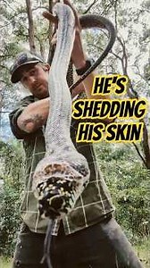 Large Diamond Python shed during relocation #snakecatcher #wildliferescue #australianwildlife