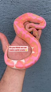 Do you think there will ever be a Pink Ball Python one day🤔 (This is not the true coloration of this snake it is an effect) #ballpython #royalpython #reptile #reptilesofinstagram #reptiles #snake #snakes #pets #petsofinstagram #pet #bloodpython #burmesepython #reticulatedpython #carpetpython #boaconstrictor #leopardgecko #beardeddragon #crestedgecko #animals #wildlife #bof #recessivegang #ballpythons #royalpythons #reels | BALLS of FURY